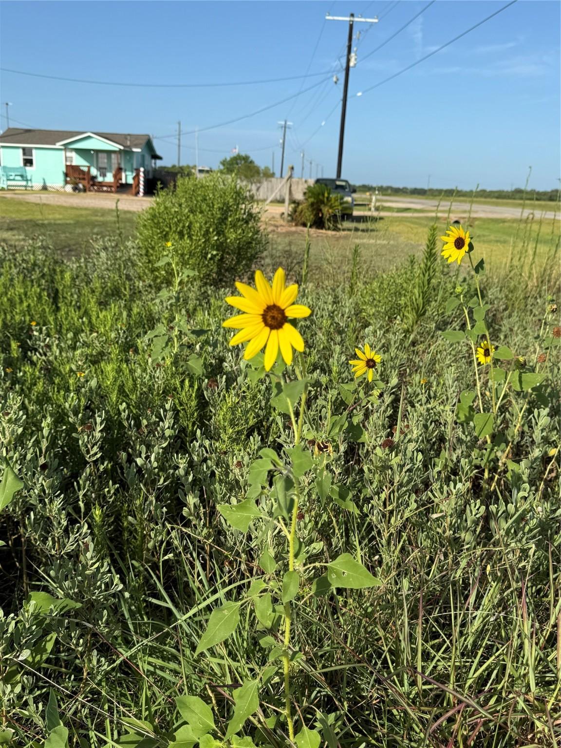 Image 2: Meadowland  surrounding the lot except on west sid