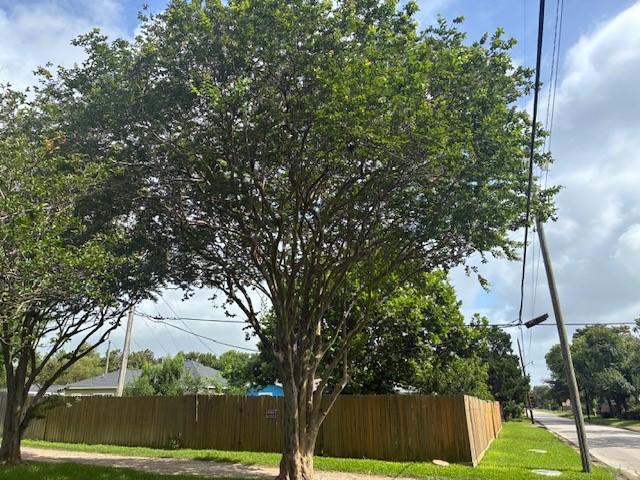 Image 3: Huge Crepe Myrtle Tree.