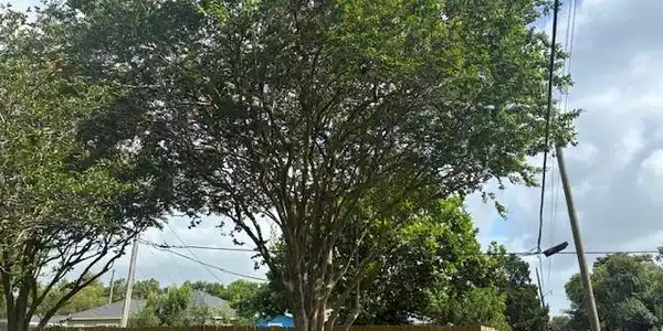 Image 3: Huge Crepe Myrtle Tree.