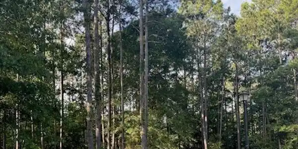 Image 2: Mill creek lot 2