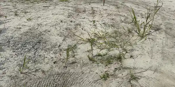 Image 4: Cleared and Fill Dirt Added