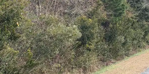Image 2: wooded lot
