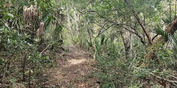35 Dowitcher Trail