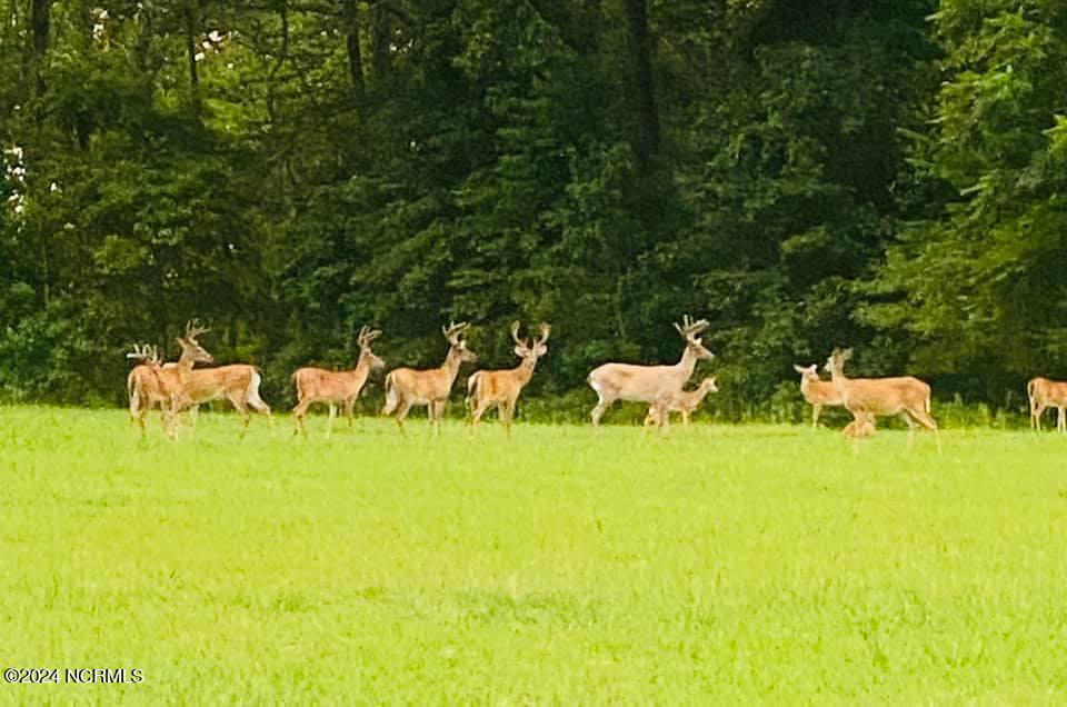 Image 1: Bucks,Does, and Fawns - Scotch Hall