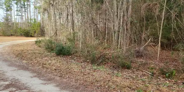 208 Morris Creek Lane