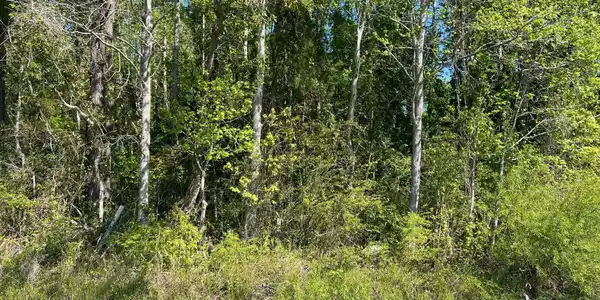 Image 4: IMG_3100