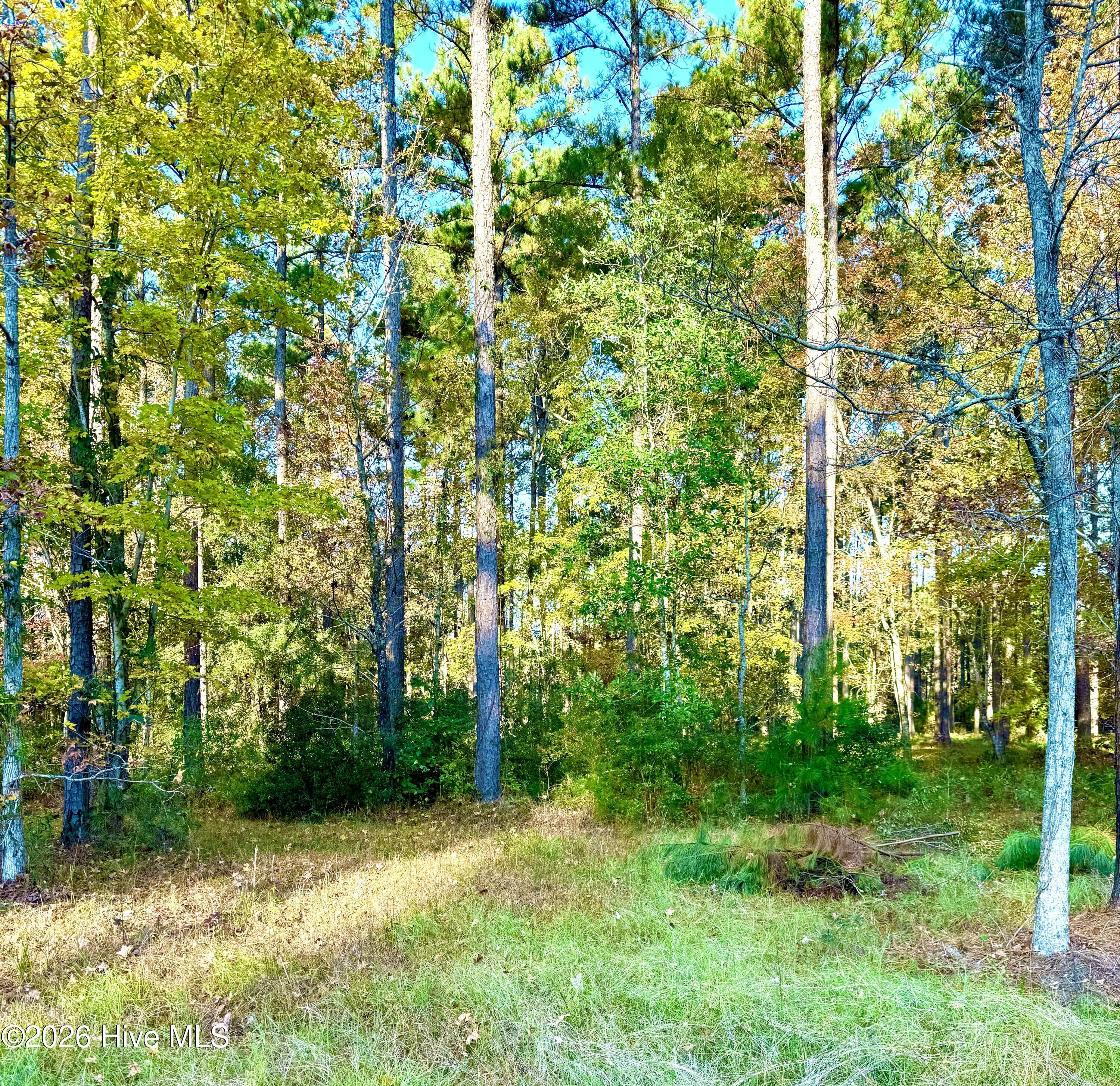 Image 4: Beauty among the trees