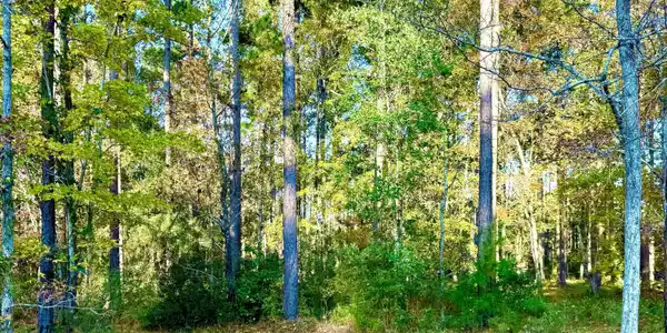 Image 4: Beauty among the trees