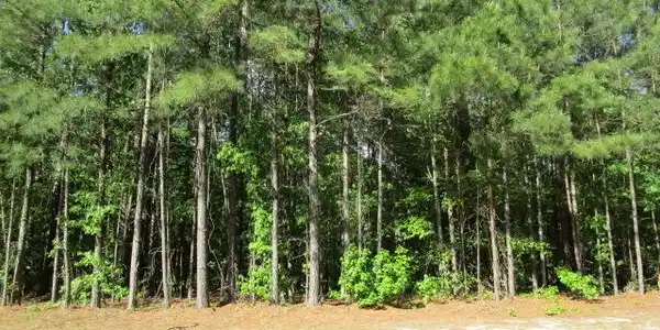 Image 2: front