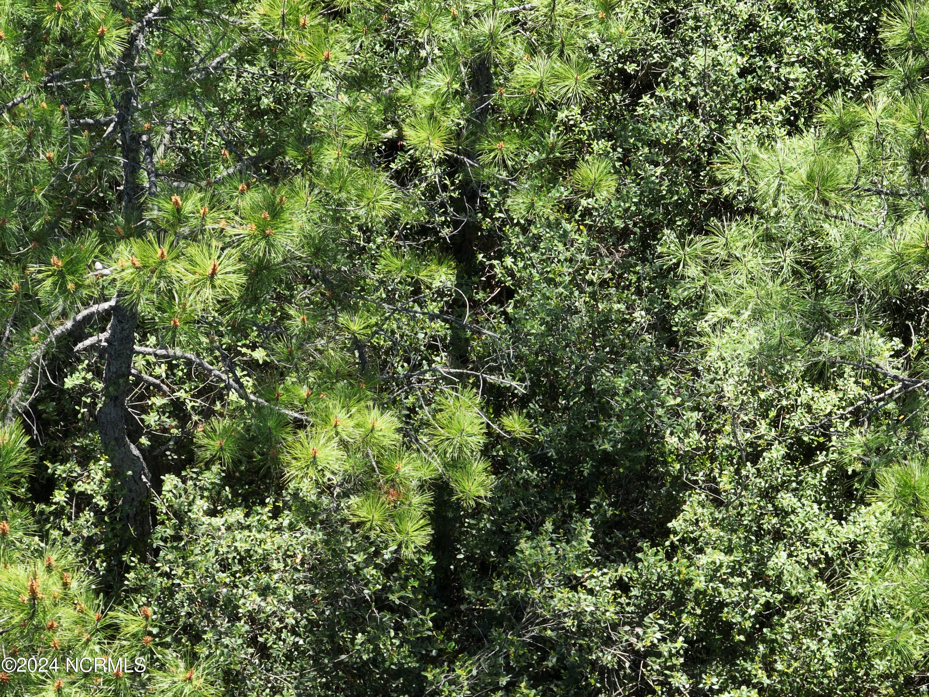 Image 1: DJI_20230502105216_0028_V