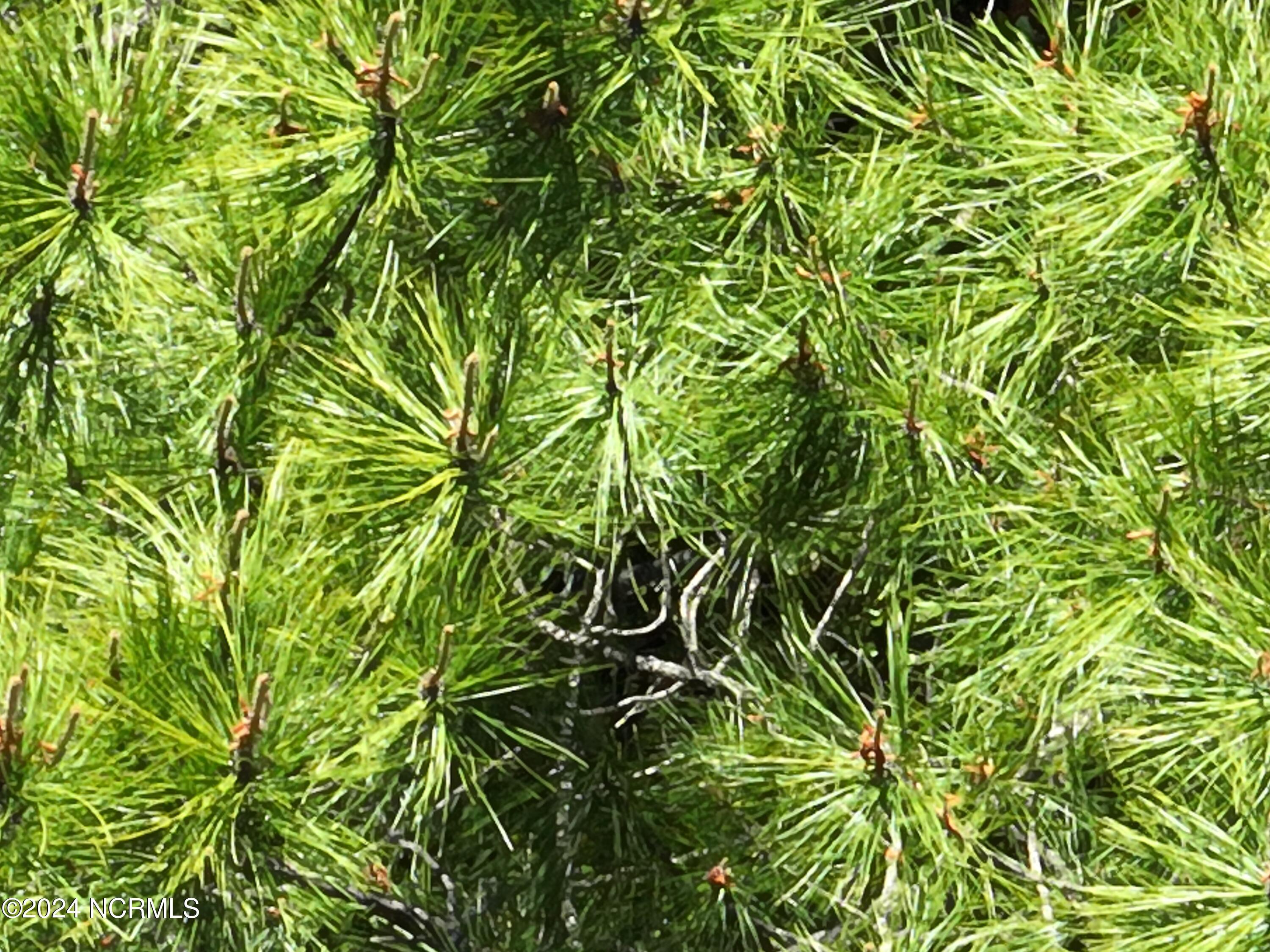 Image 4: DJI_20230502095352_0015_V