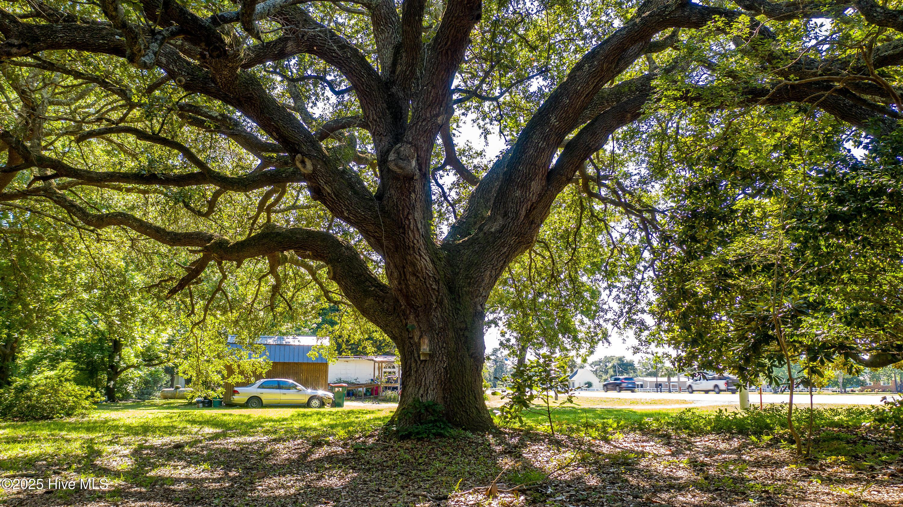 Image 2: Beautiful Oaks