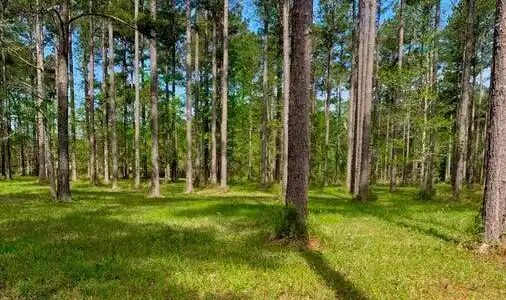 52 Corolla Loop Road
