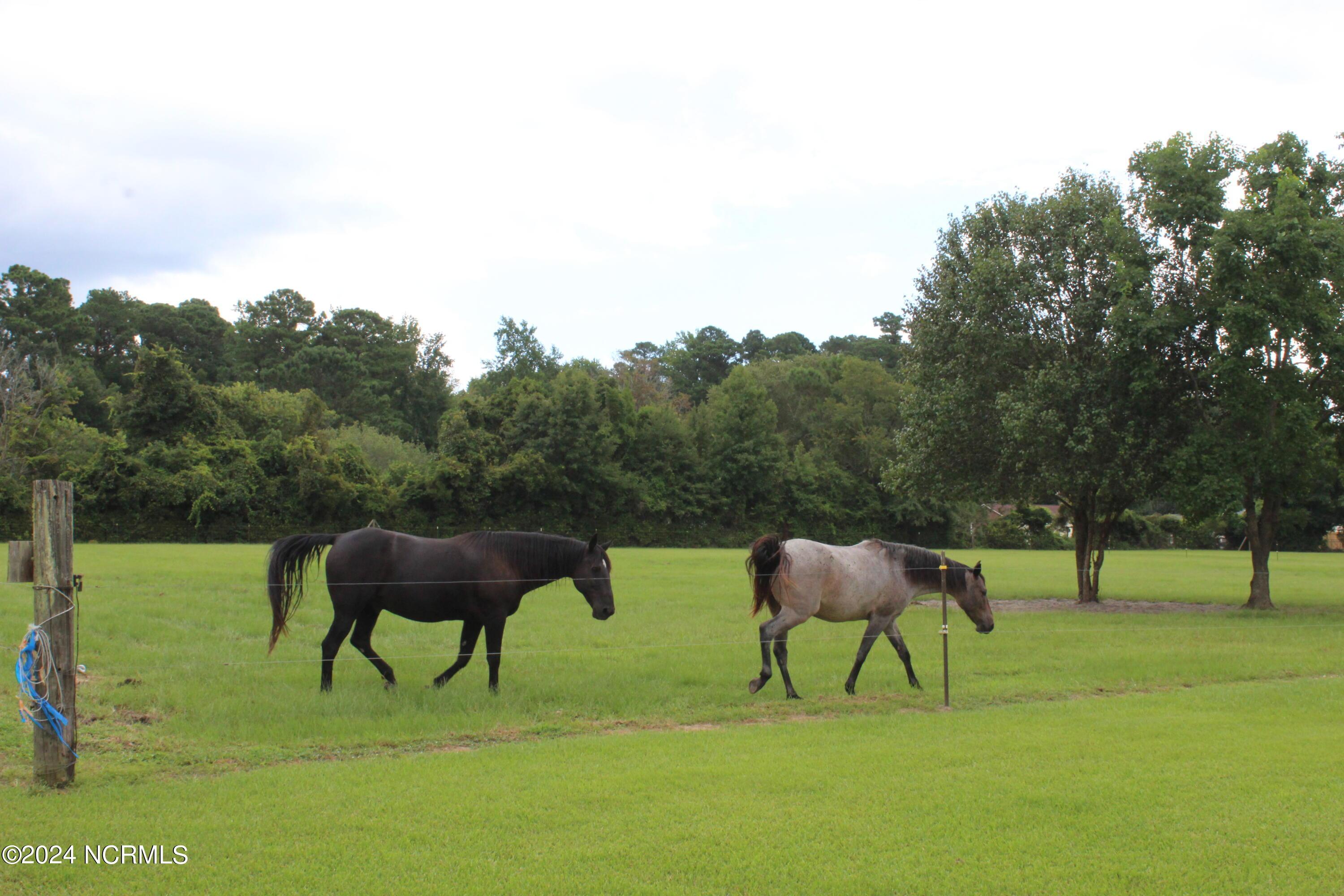 Image 2: Pasture 1 August 20