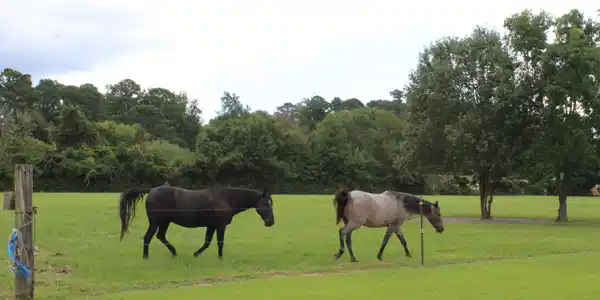 Image 2: Pasture 1 August 20