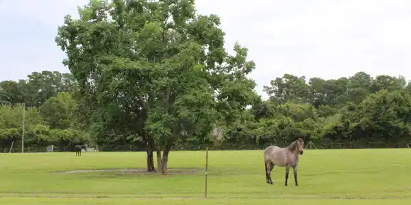 Image 3: pasture 1 View 1