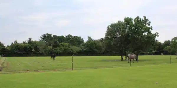 Image 4: Pasture 1 view 2