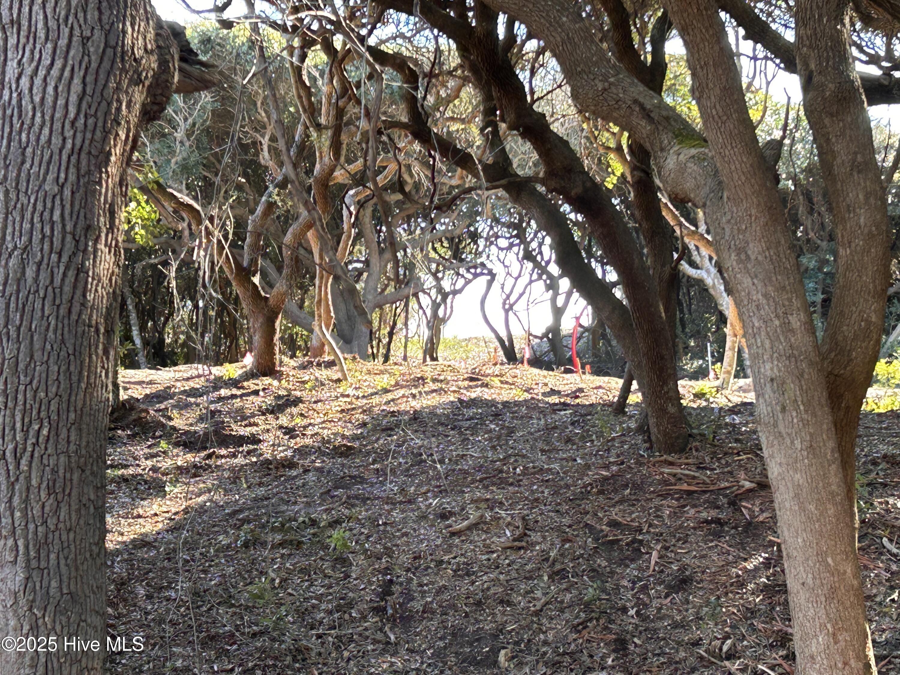 Image 3: Tree Canopy