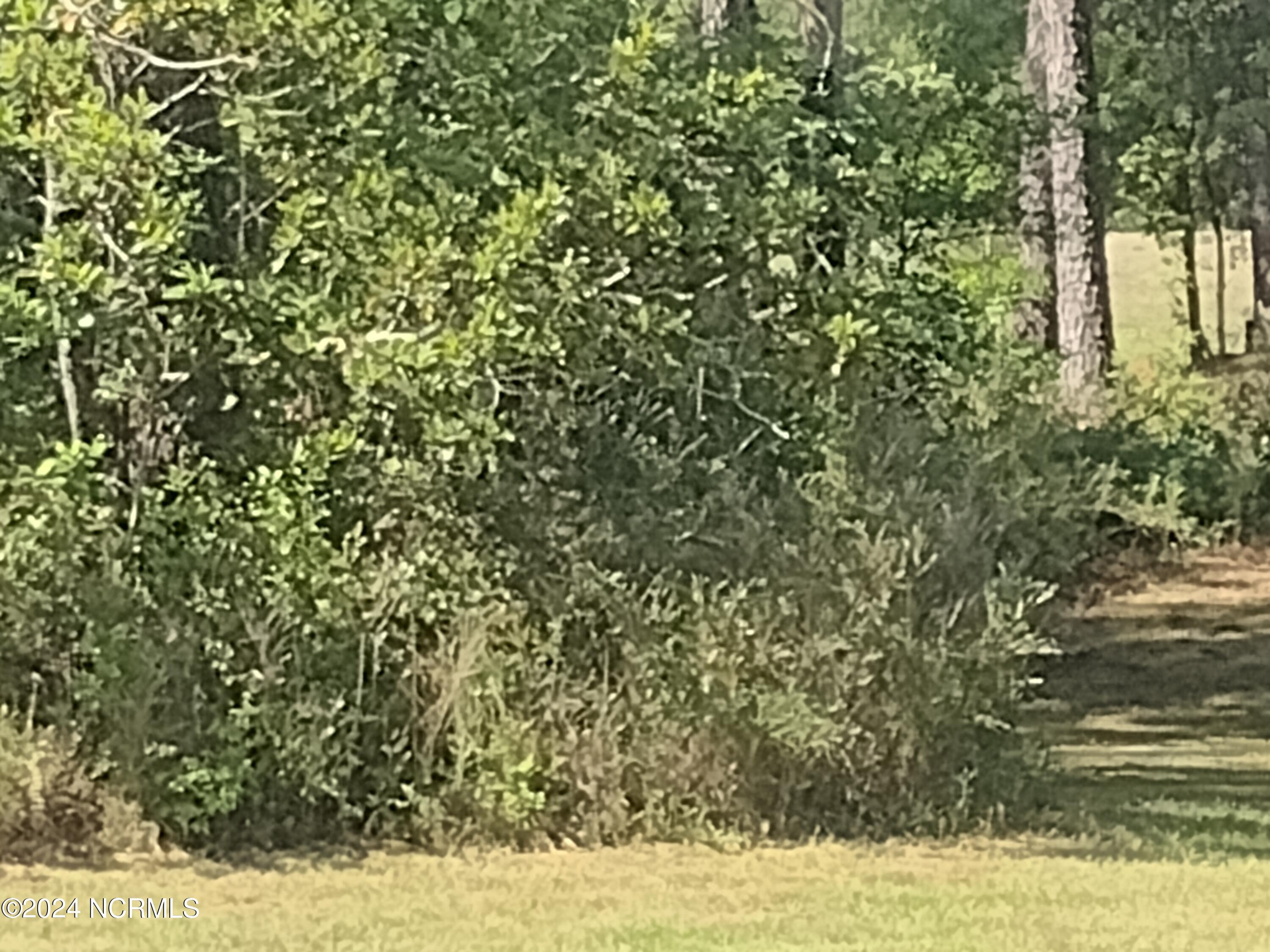 Image 2: 1731 Caracara LOT
