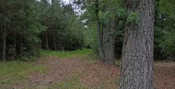 Image 4: 007