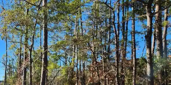Lot 216 Starling Break Road