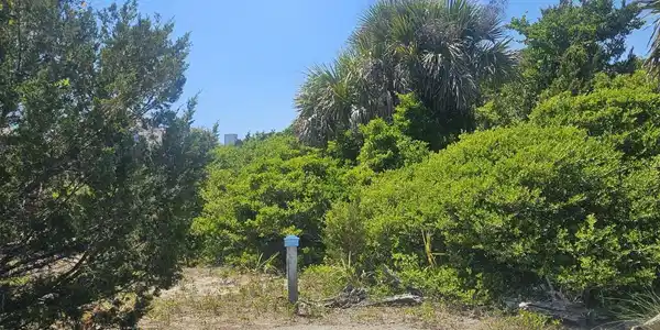 26 Black Skimmer Trail