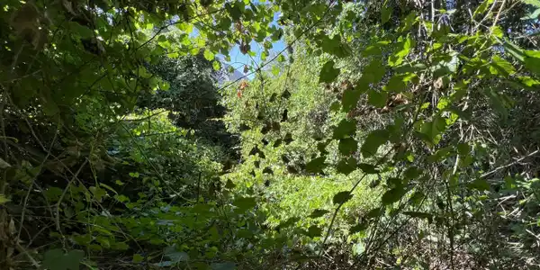 Image 4: IMG_5167