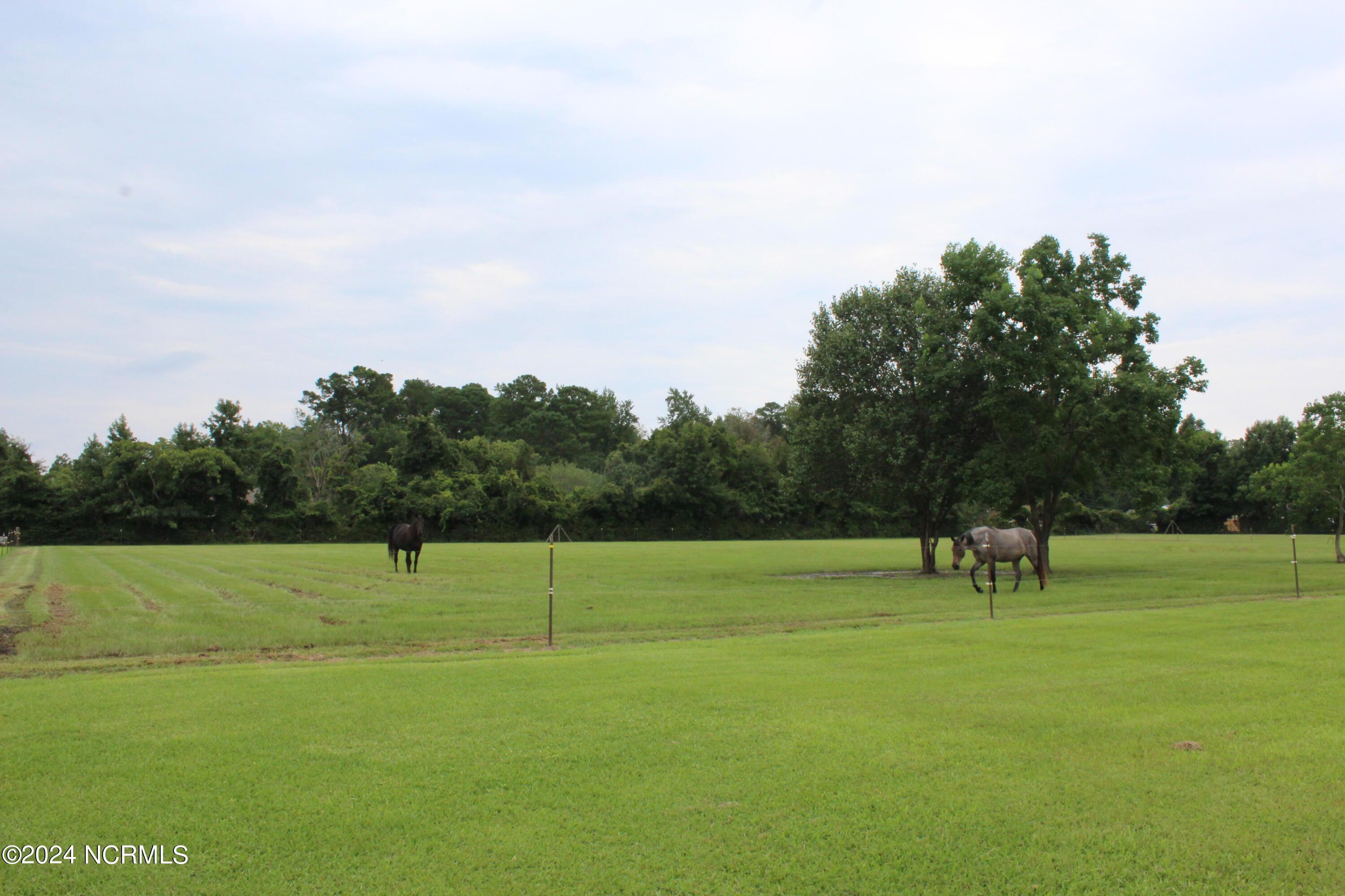 Image 4: Pasture 1 view 2