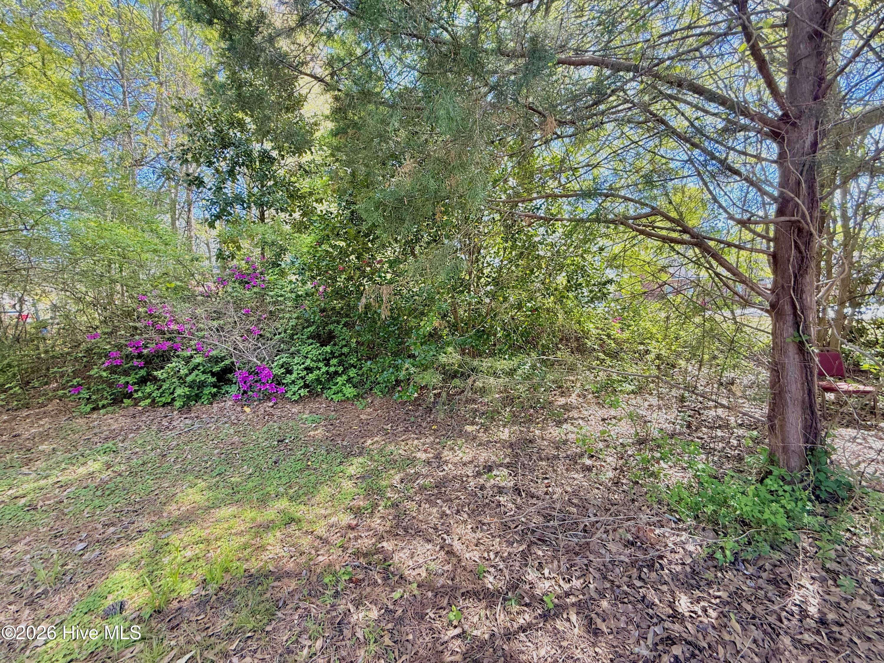 Image 3: backyard