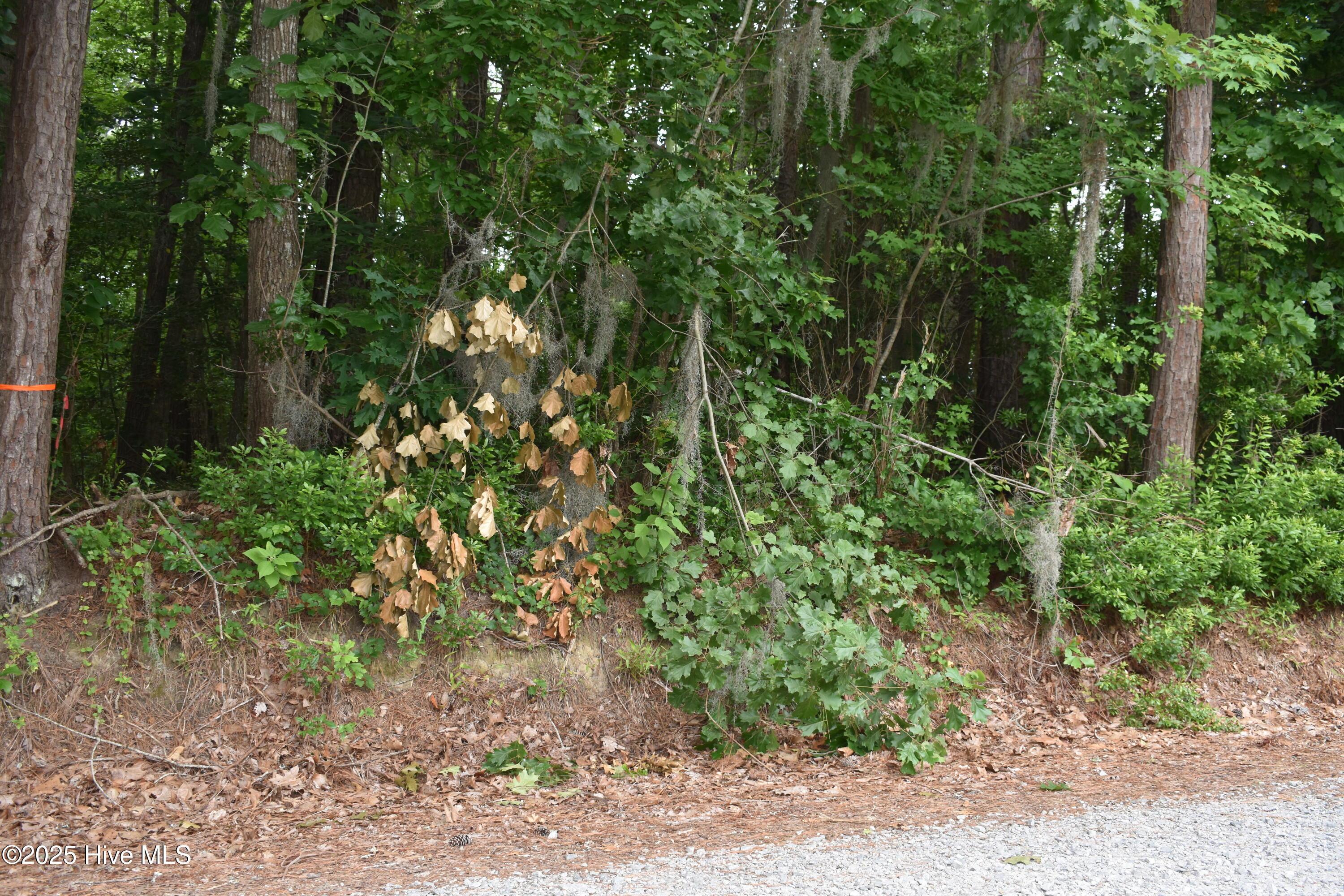 Image 2: 1 Lot Photo