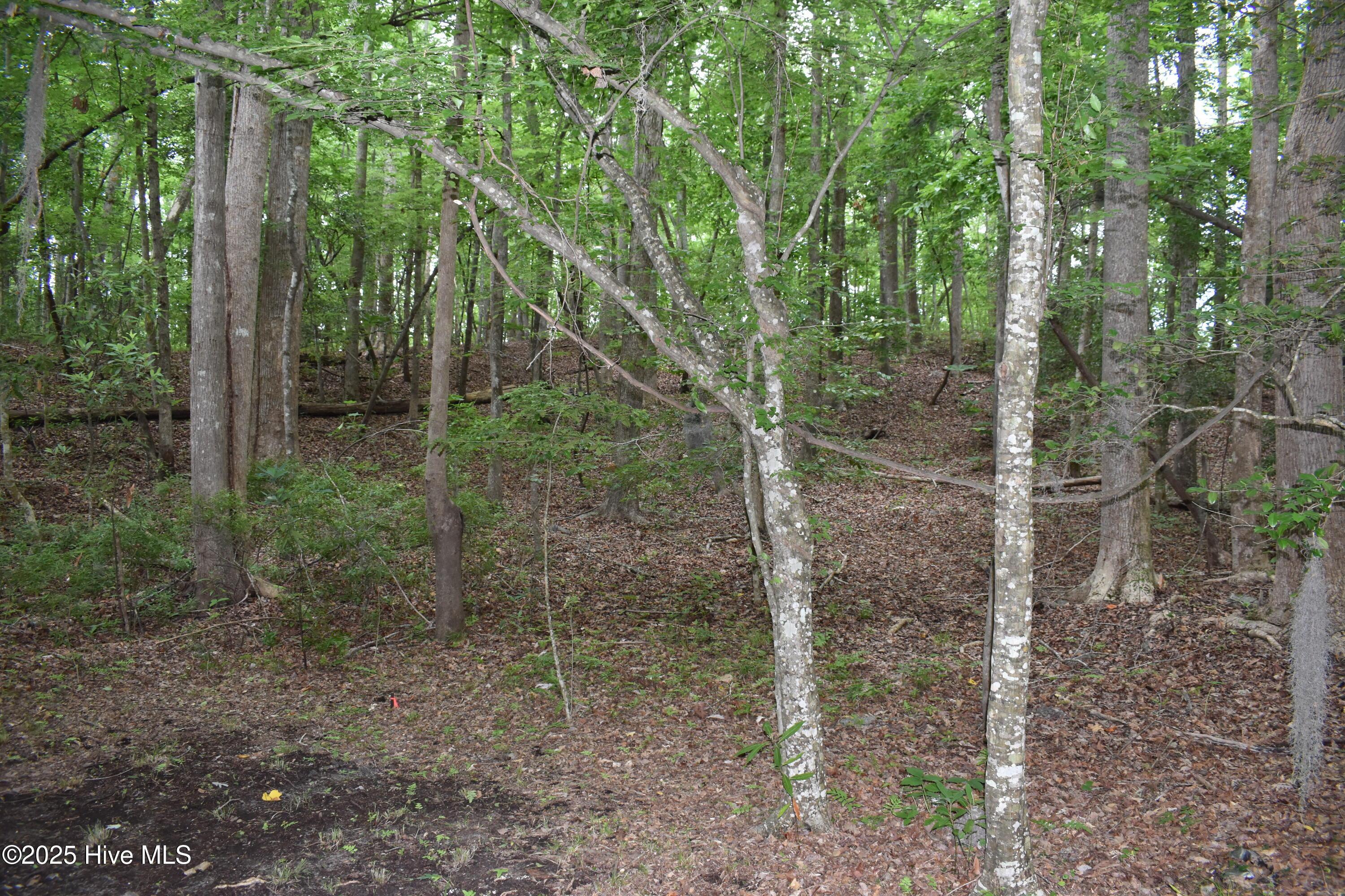 Image 2: 1 lot photo