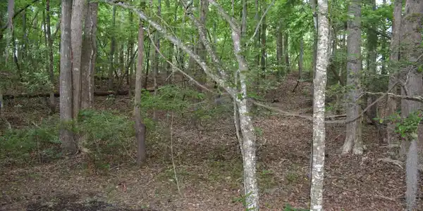 Image 2: 1 lot photo