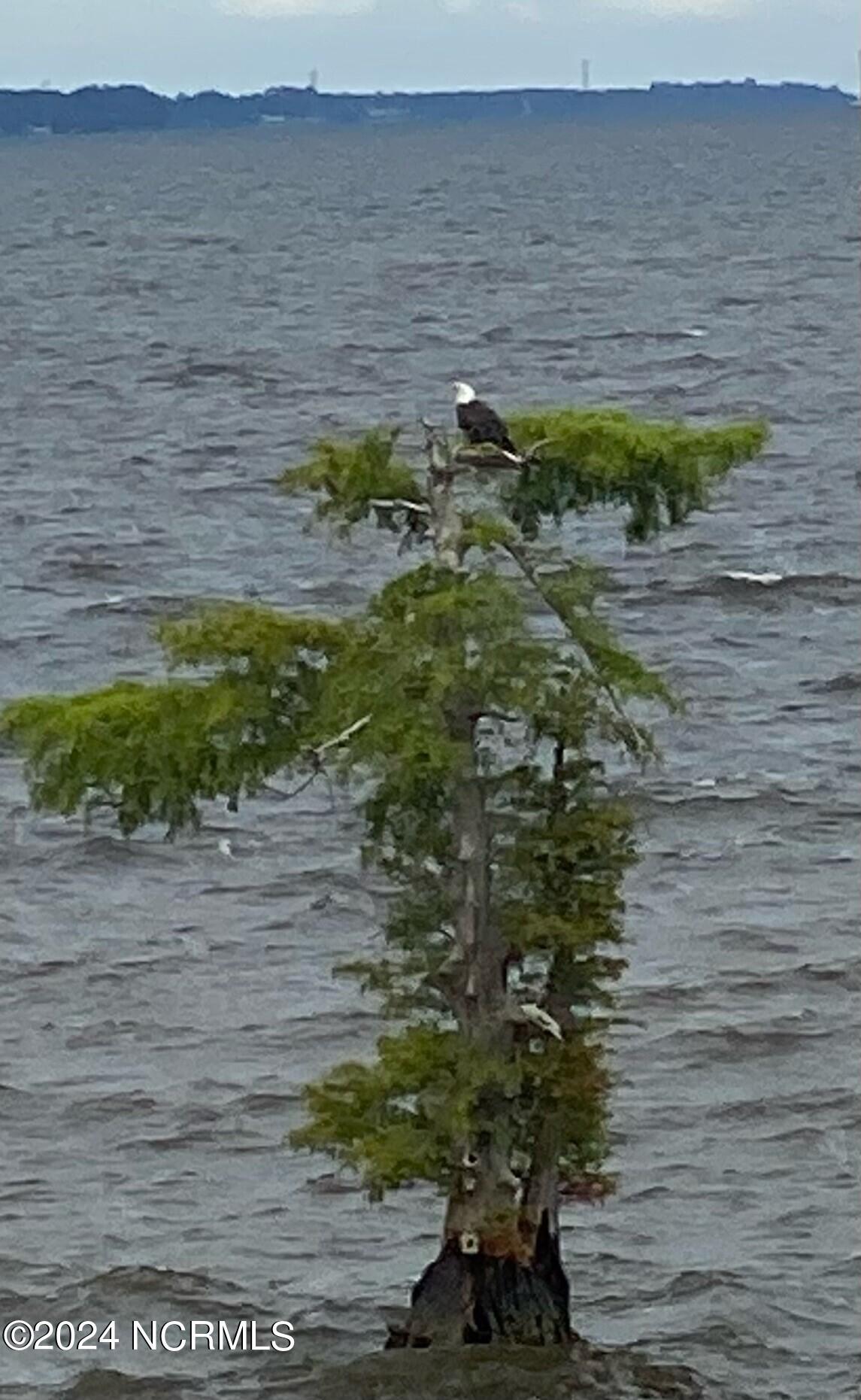 Image 1: OCCANO - EAGLE IN TREE