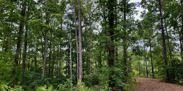 Image 4: Lot