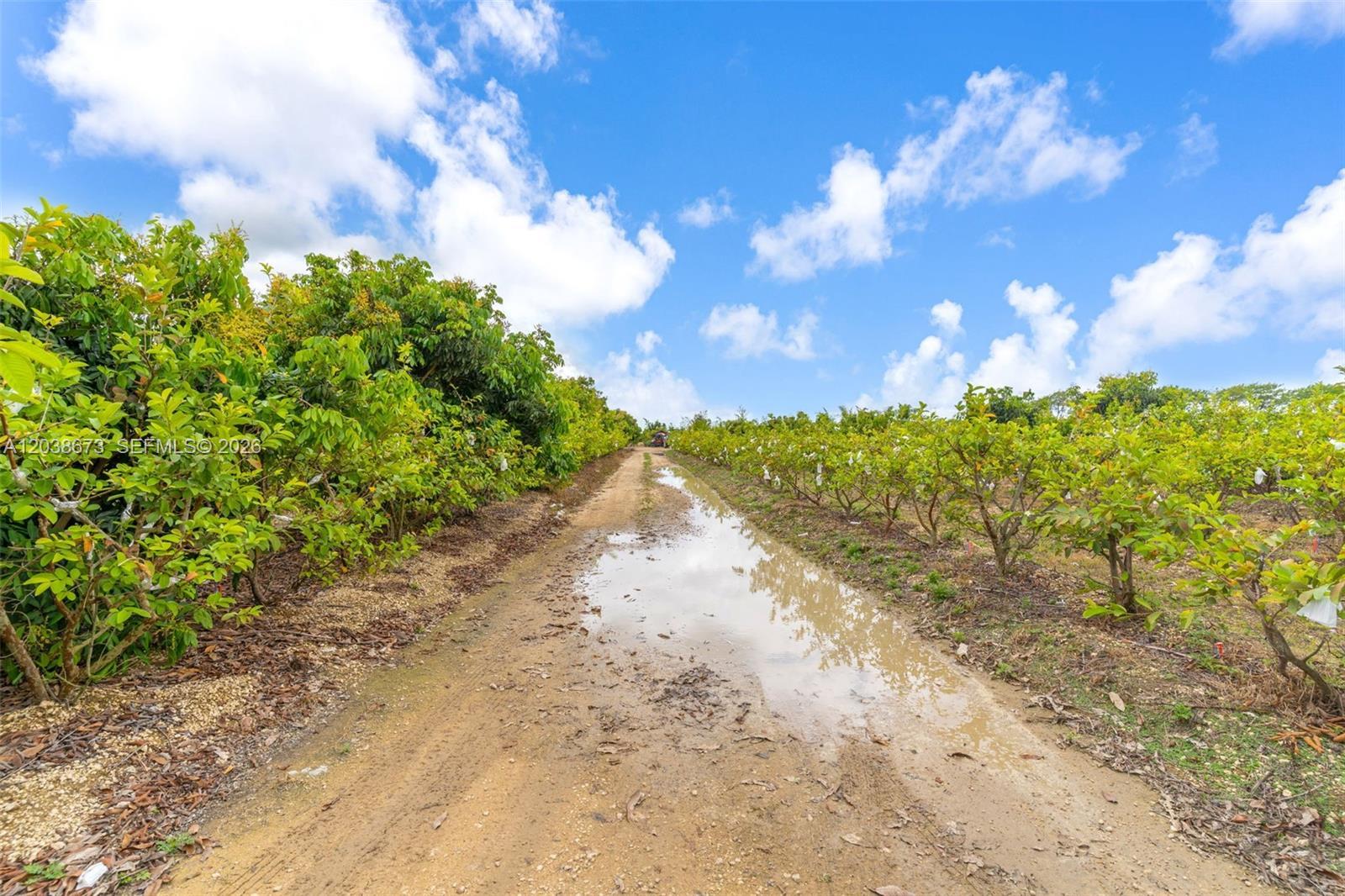 Image 3: JUNE PLUMS, GUAVA SOME RECENTLY TRIMES AND 2K NEWLY PLANTED ROAD HEADING TO PACKING HOUSE INSIDE PRO