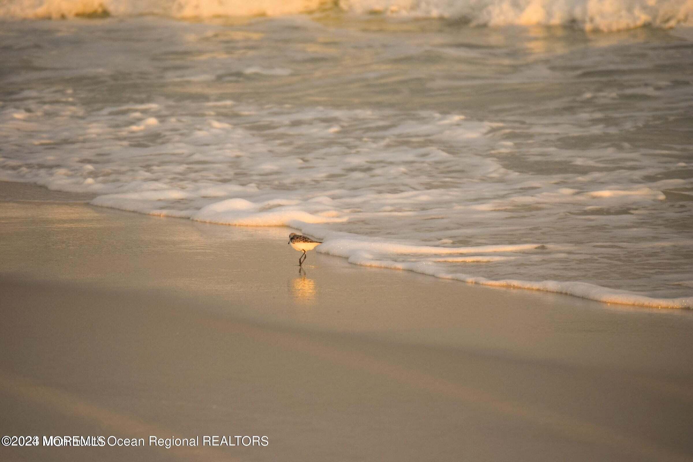 Image 3: photo beach bird