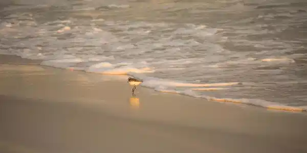 Image 3: photo beach bird