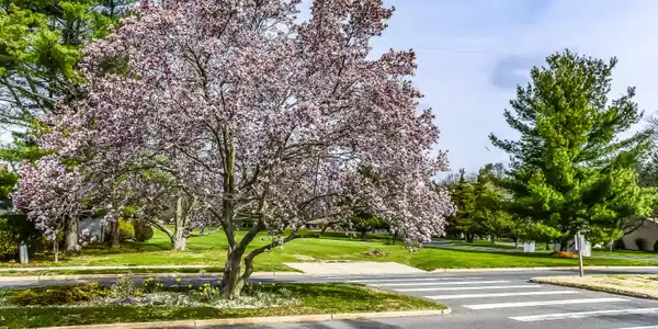 Image 3: 3. Cherry Blossom Tree
