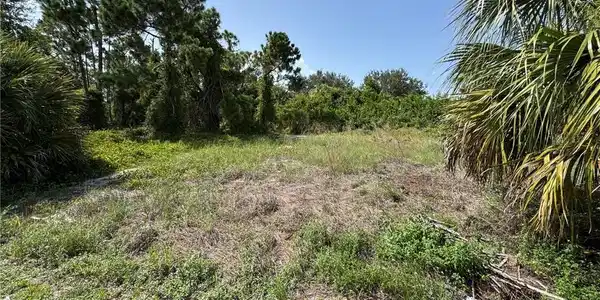 Image 3: Expansive parcel featuring diverse ground cover and mature trees