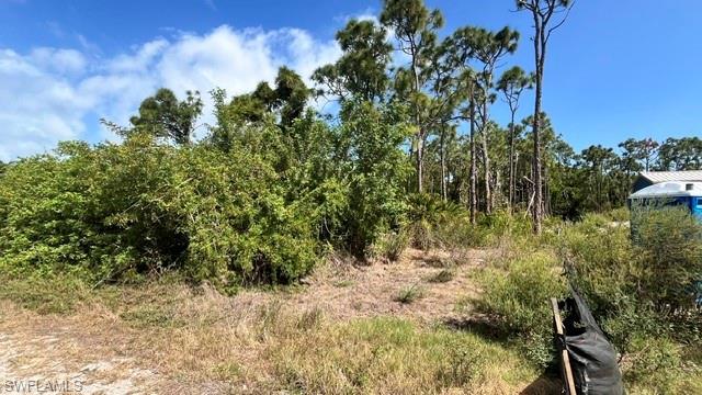 Image 2: Expansive lot featuring mature pine trees and natural vegetation