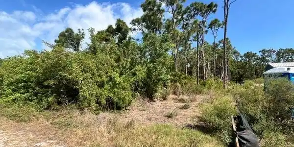 Image 2: Expansive lot featuring mature pine trees and natural vegetation