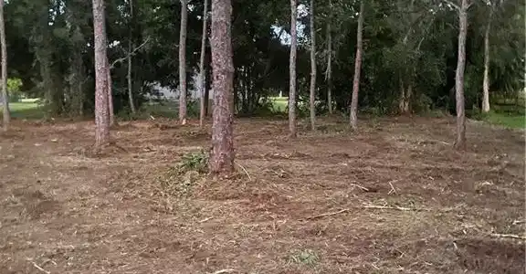Image 3: Photos from land clearing in November 2022