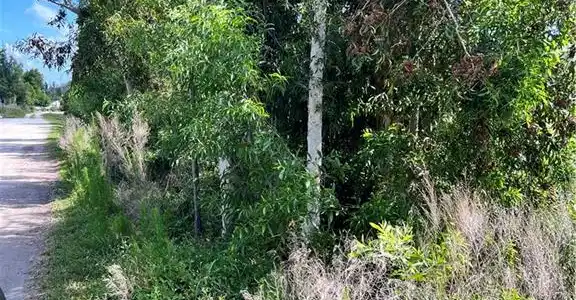 Image 4: View of undeveloped land
