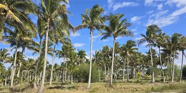 Image 4: View of undeveloped land