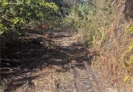 Image 3: View of local wilderness