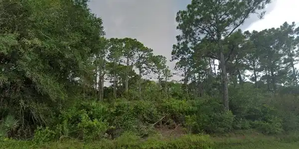 Image 4: View of local wilderness