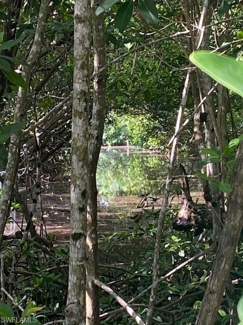 Image 4: View of local wilderness