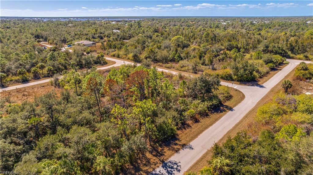 Image 4: Drone / aerial view of a forest