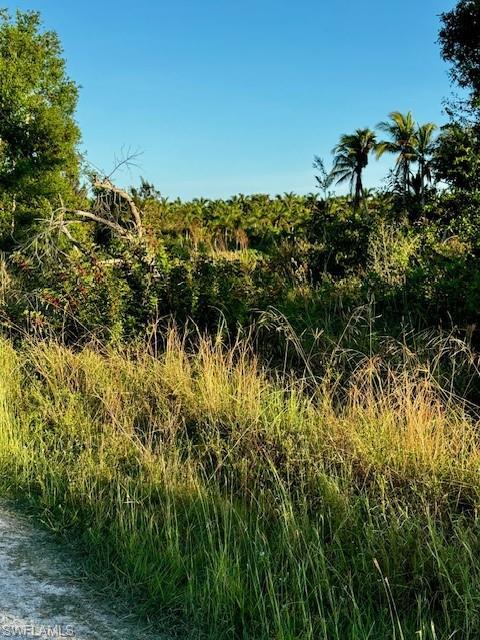 Image 3: View of local wilderness