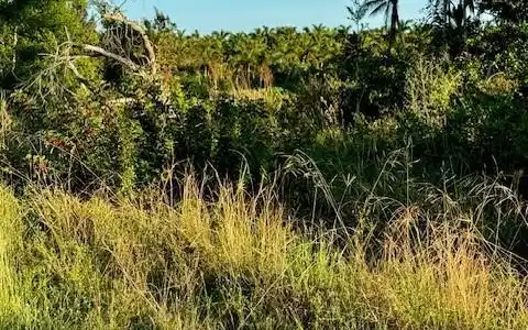 Image 3: View of local wilderness